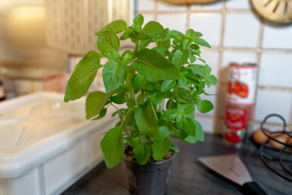 Plan de Basilic frais